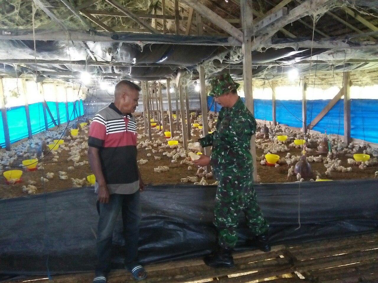 Babinsa Koramil 04/Peudada Kunjungi Peternak Ayam Potong