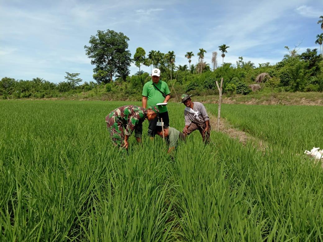 Babinsa Lageun dan PPL Cek Tanaman Padi Petani