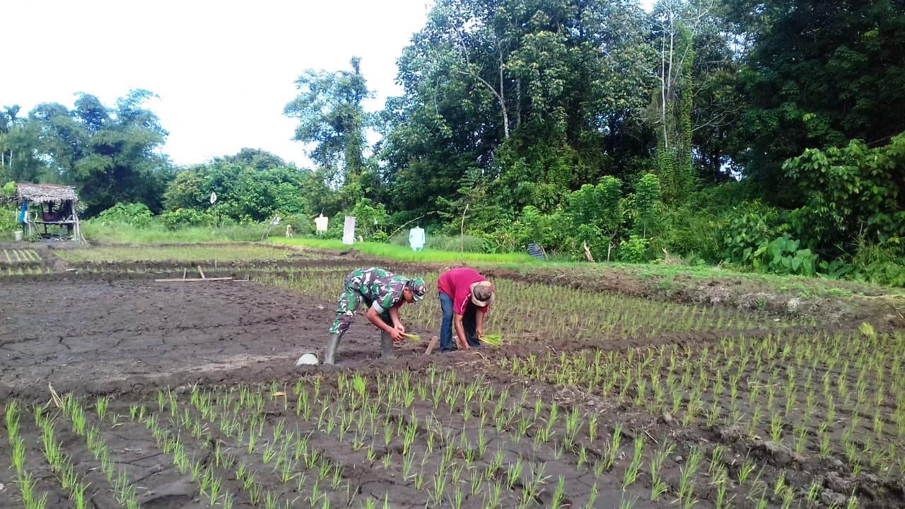 Serda Budi Bantu Petani Percepat Tanam Padi