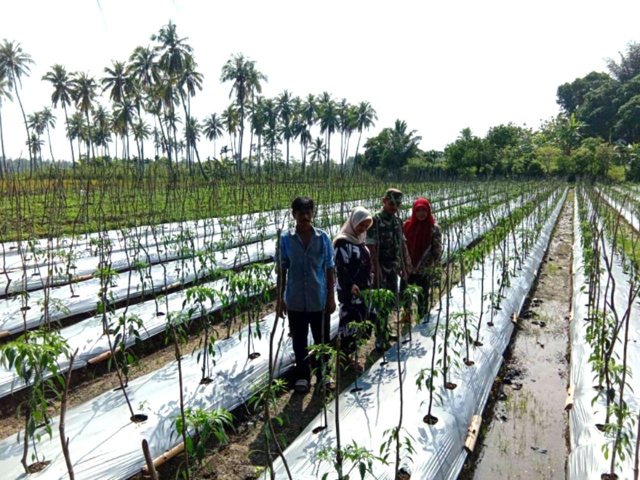 Babinsa Desa Nya Kunjungi Kebun Cabai di Desa Binaan