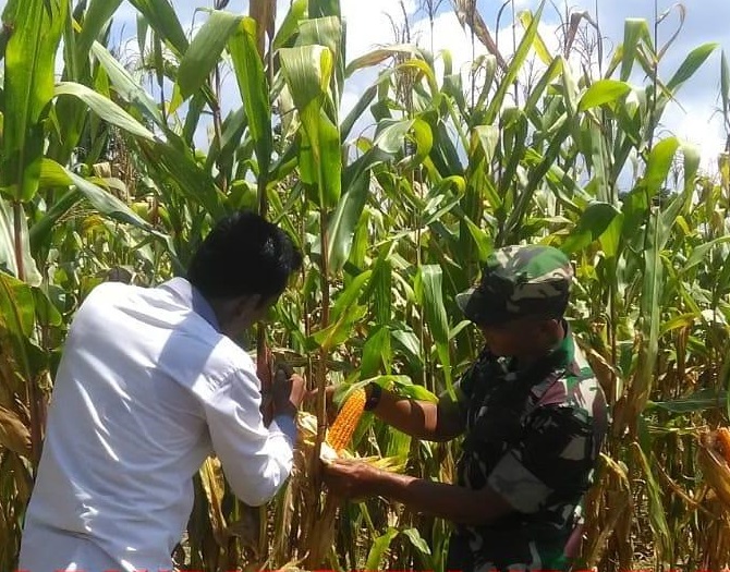 Babinsa 05/Thu Laksanakan Dampingi Petani Cek Tanaman Jagung Siap Panen