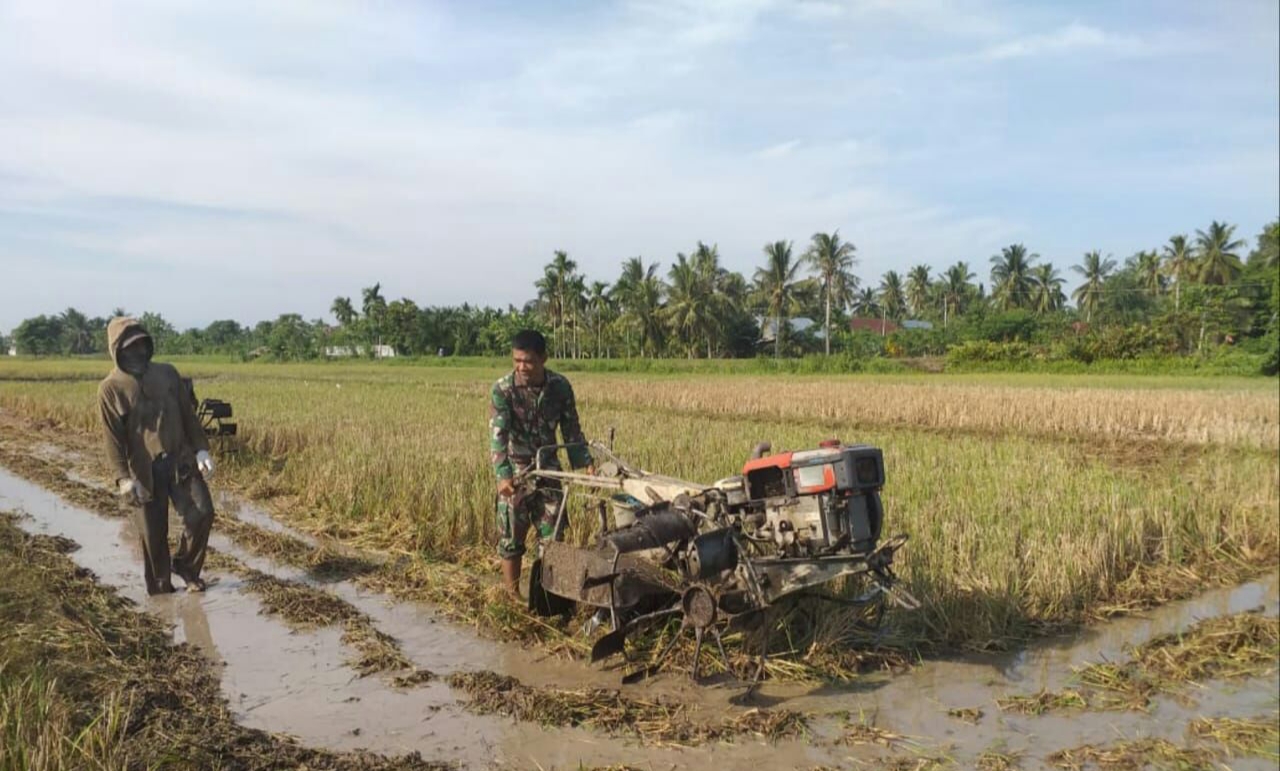 Babinsa Bantu Petani Membajak Sawah