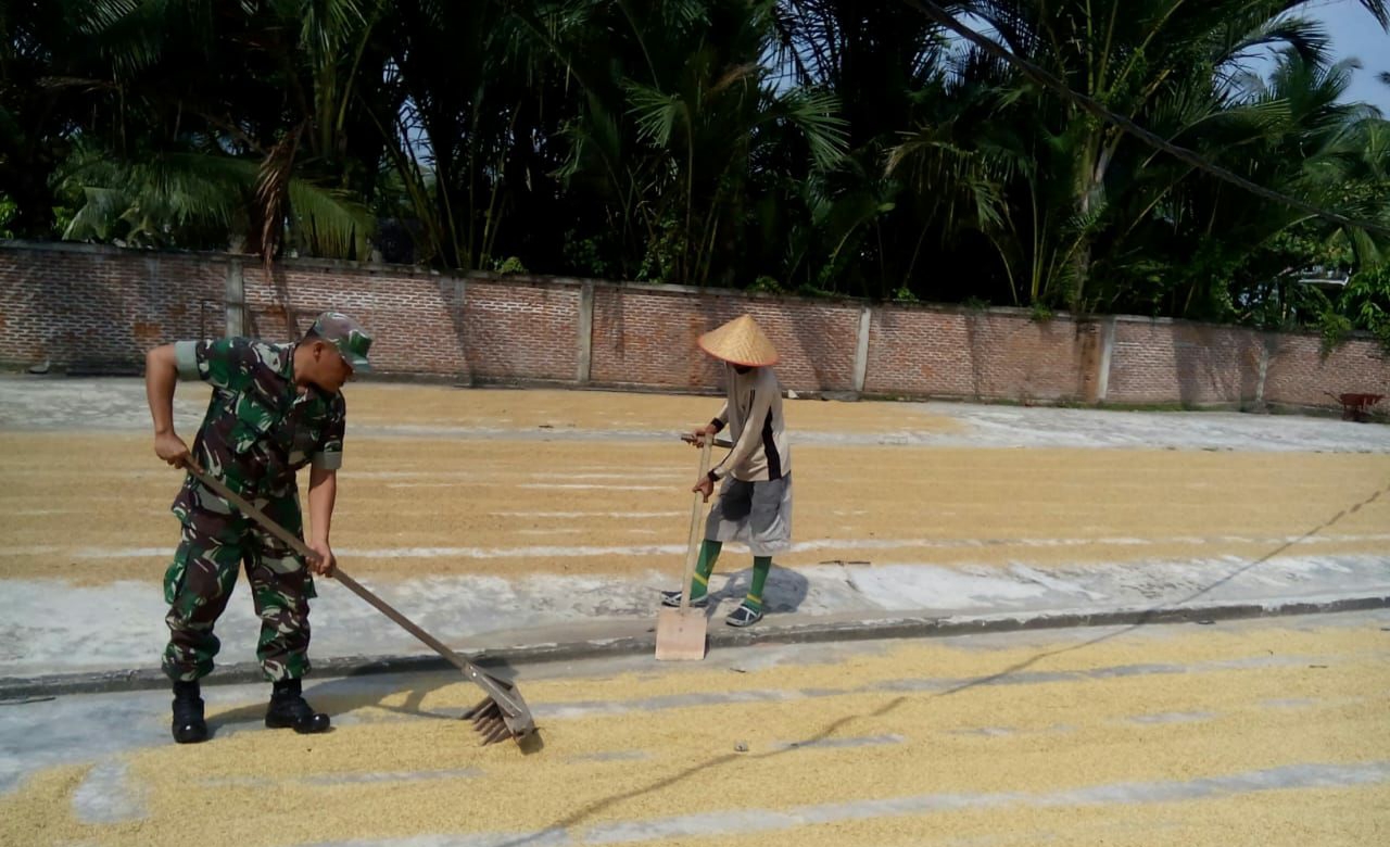 Serda Pasaribu Membantu Petani Jemur Padi