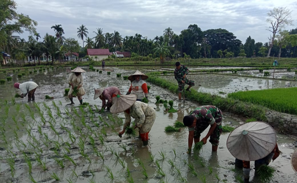 Babinsa Koramil 05/ Indra Jaya Bantu Percepat Proses Tanam Padi Musim Gadu