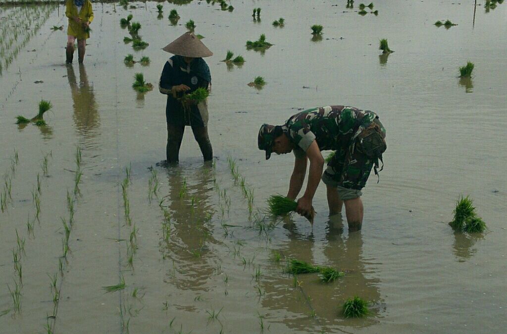 Sertu Sahrun Bantu Petani Tanam Padi