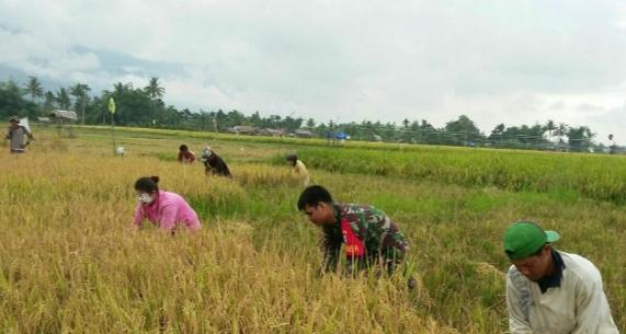 Babinsa Posramil Lawe Sumur Dampingi Petani Panen Padi