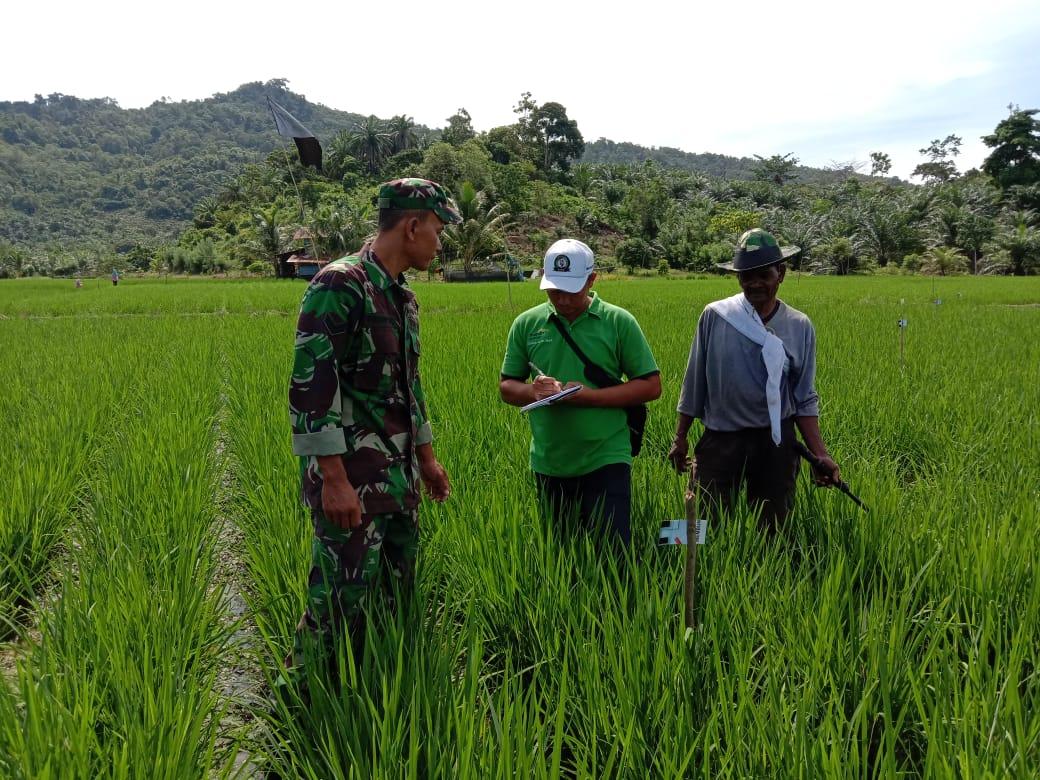 Diganggu Hama Ulat, Sertu Parwoto Bersama PPL Tinjau Tanamaan Padi Petani