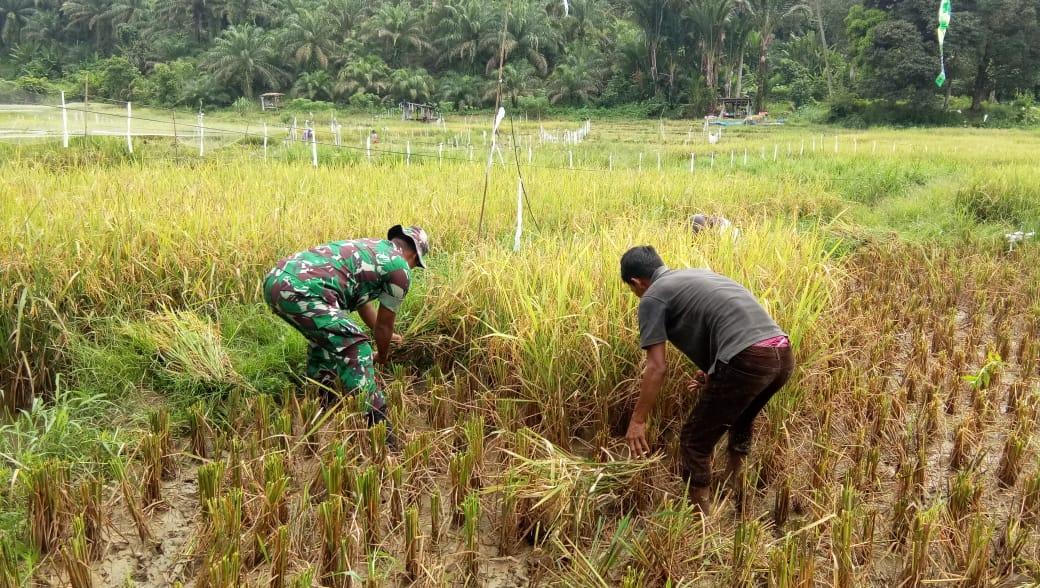 Bentuk Nyata Kemanunggalan TNI, Babinsa Bantu Petani Panen Padi