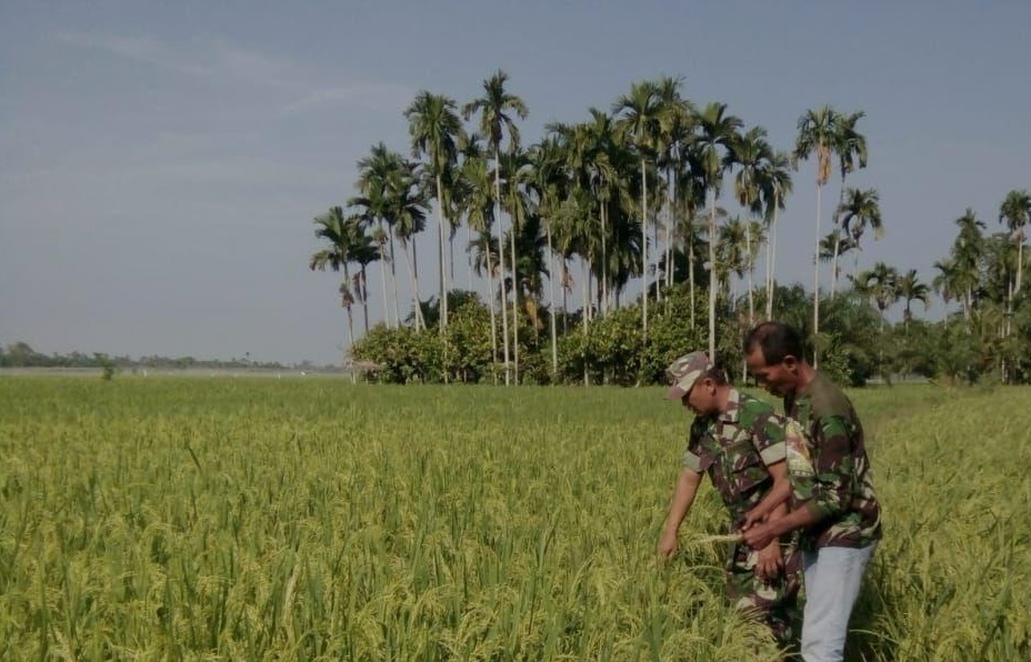 Babinsa 20/Cgk Dampingi Petani Cek Lahan Sawah
