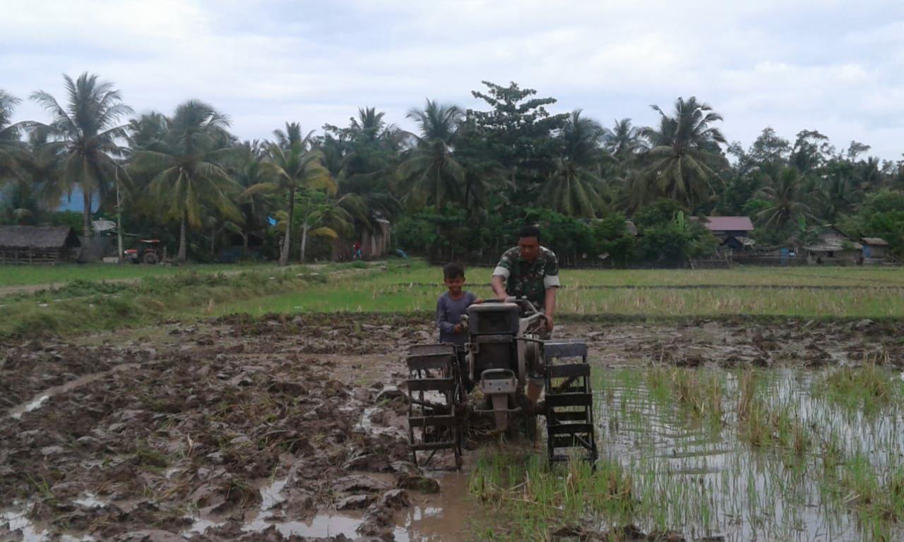 Babinsa Koramil 18/Bkb Bantu Petani Bajak Sawah