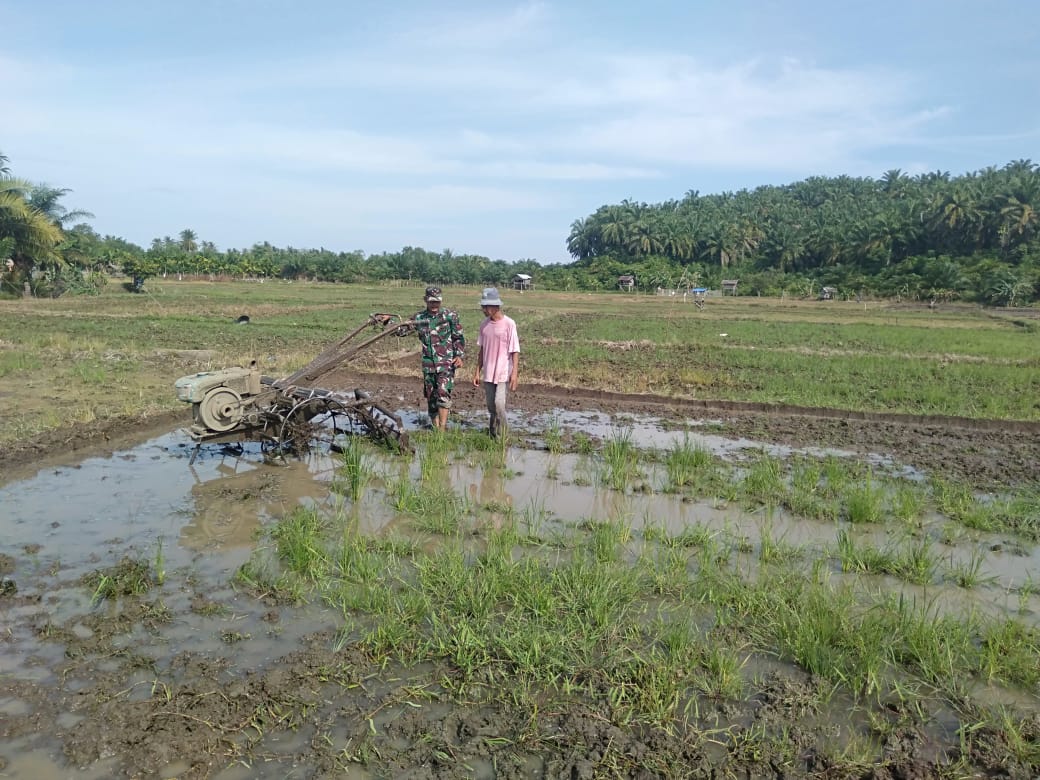 Babinsa Koramil Lageun Bantu Petani Bajak Sawah