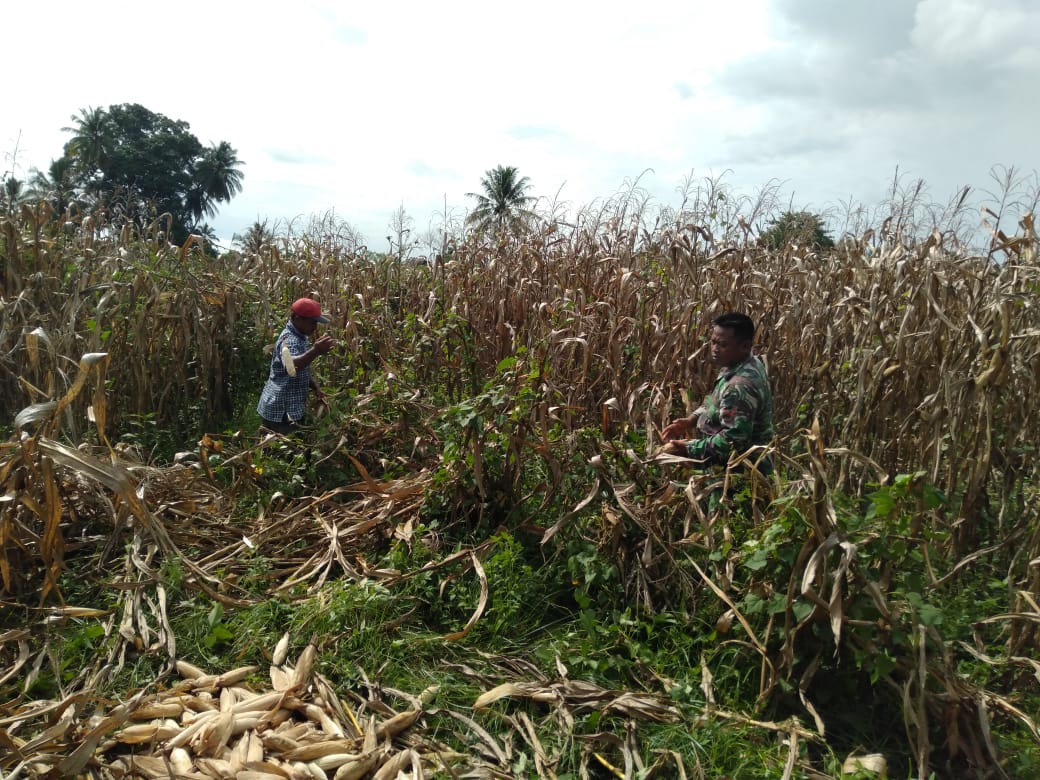 Babinsa Koramil Teunom Bantu Warga Panen Jagung
