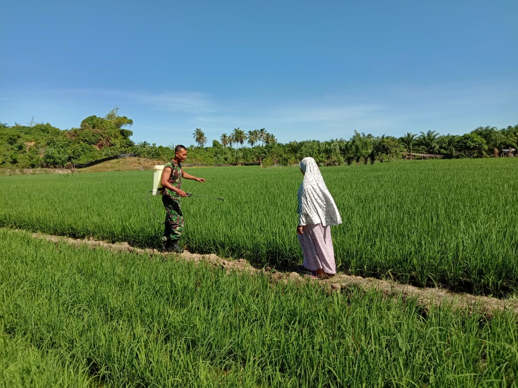 Sertu Parwoto Bantu Petani Basmi Hama Padi
