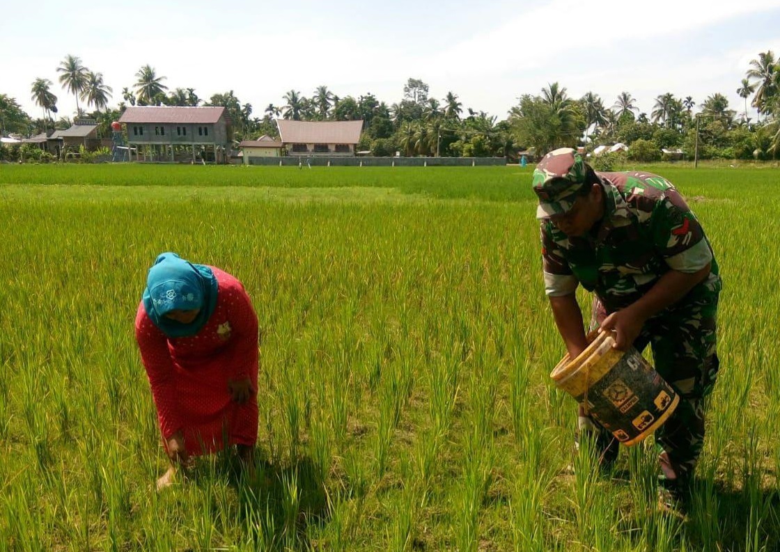 Babinsa Koramil 21/Pbk Bantu Petani Memupuk Padi