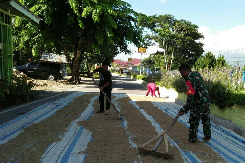 Sokong Hasil Swasembada Pangan, Babinsa Lakukan Jemur Padi