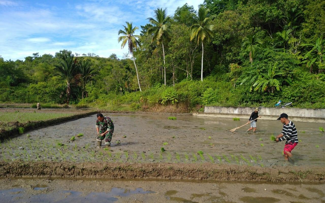 Babinsa Koramil 04/Sawang Dampingi Petani Tanam Padi