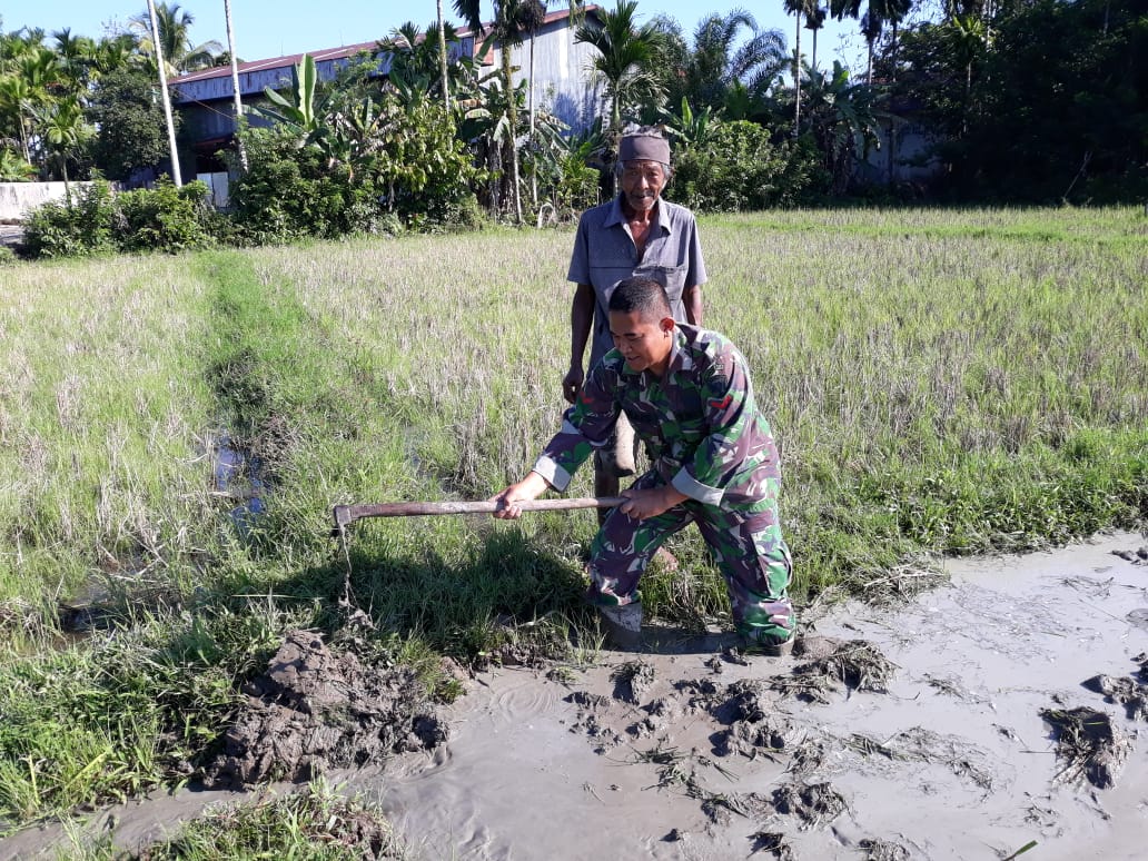 Babinsa Bantu Petani Binaan Bajak Sawah dan Tanam Padi