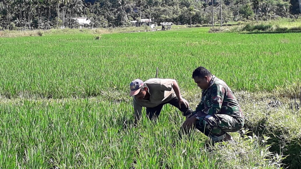 Babinsa Koramil 02 Cek Perkembangan Padi Milik Petani