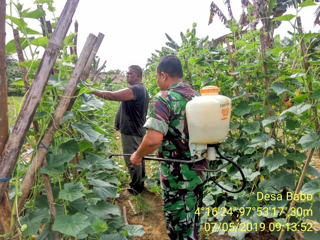 Babinsa Koramil 05/Thu Ikut Semprotkan Racun Hama