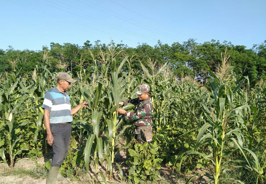 Babinsa Koramil 05/Thu Cek Tanaman Jagung Bersama Petani