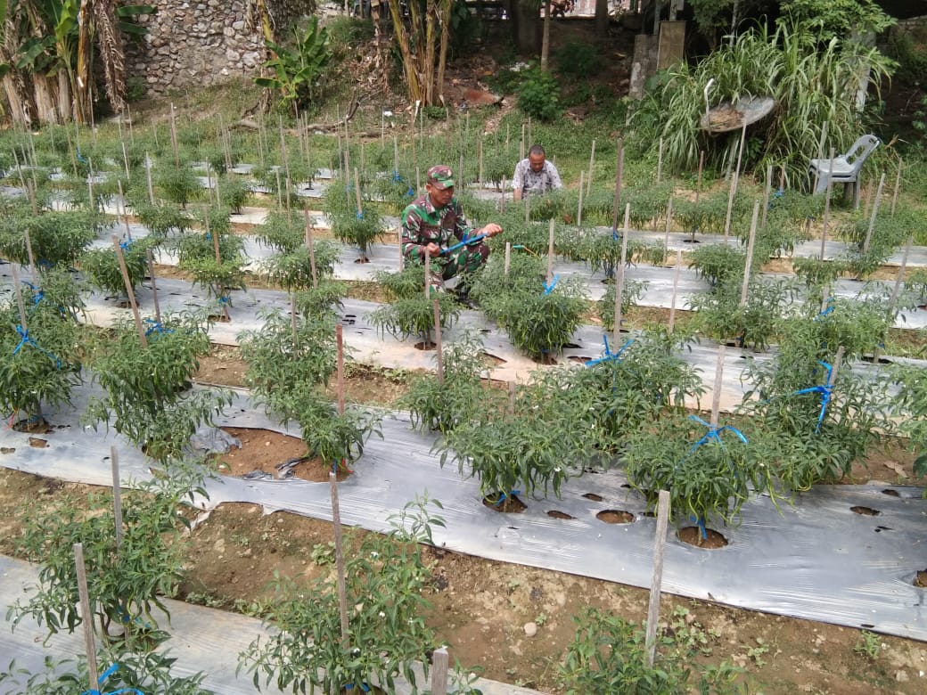 Babinsa Desa Blang Cut Dampingi Petani Merawat Cabai