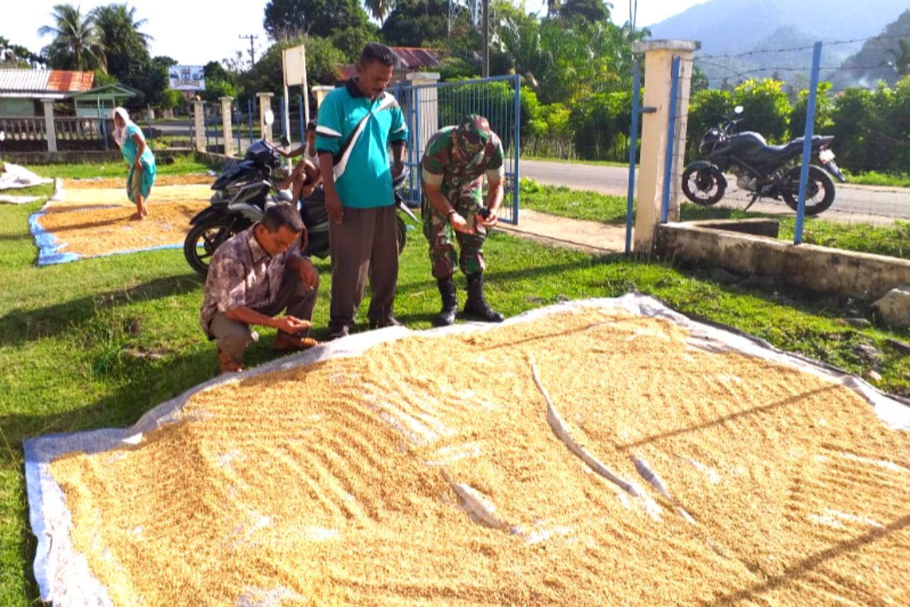 Babinsa Koramil 04/Lhoong Bantu Petani Jemur Gabah
