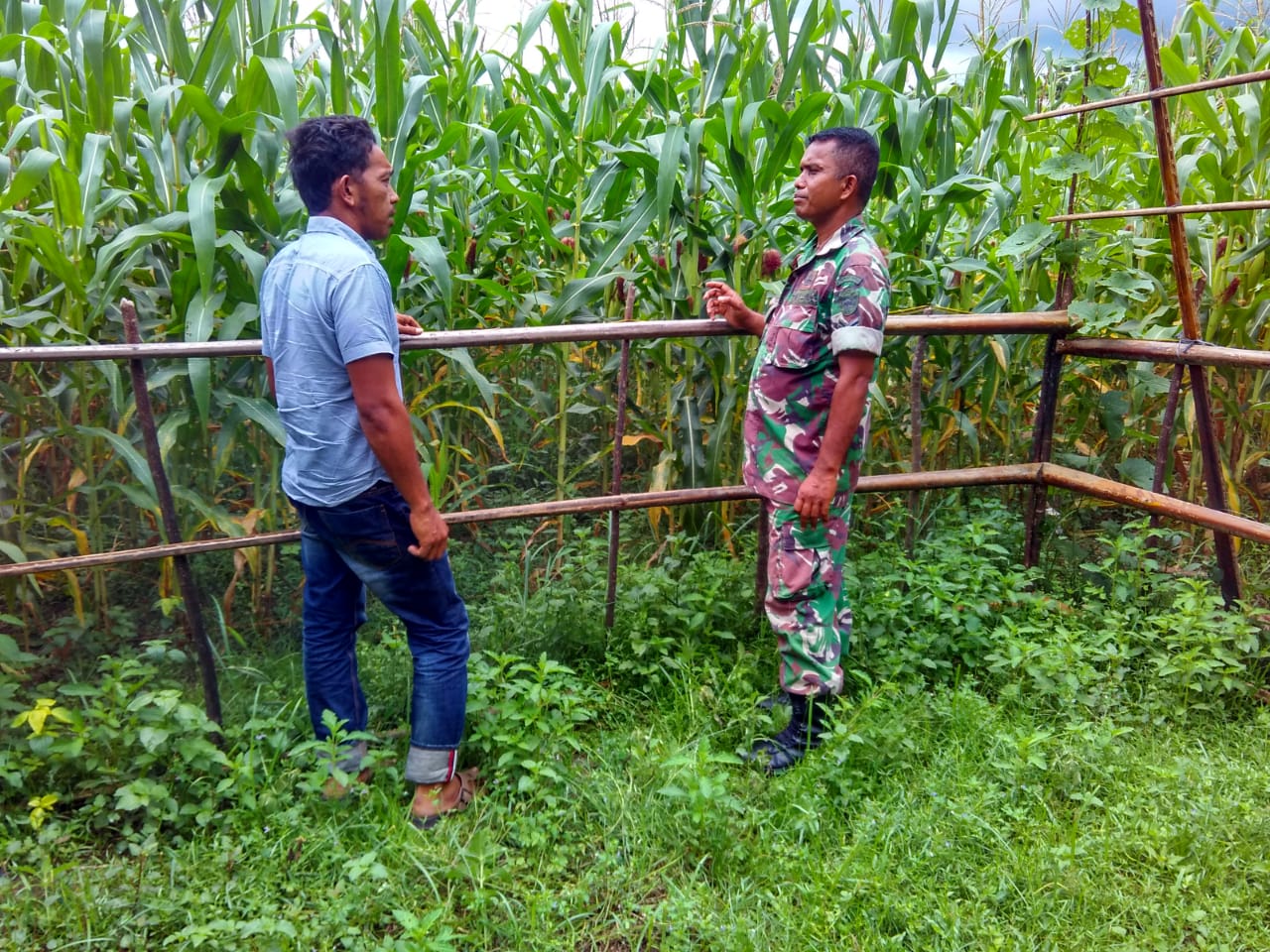 Sertu Armadi Pantau Tanaman Jagung Warga Binaan