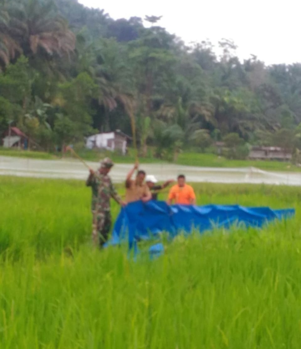 Babinsa Bantu Petani Pasang Plastik Penghalang Tikus Padi