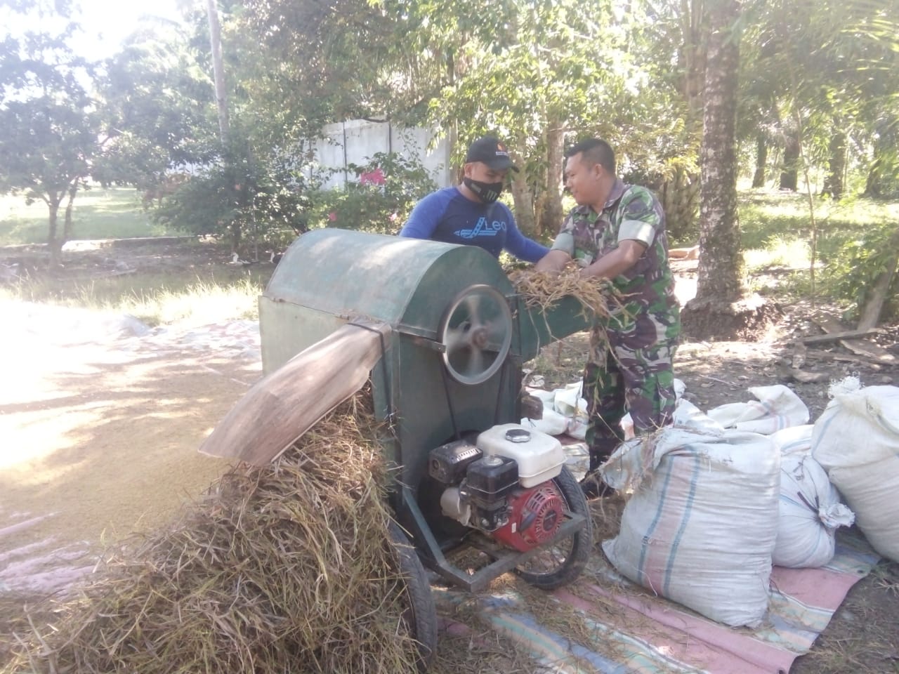 Serda Syamsul Ikut Rontokkan Padi Petani