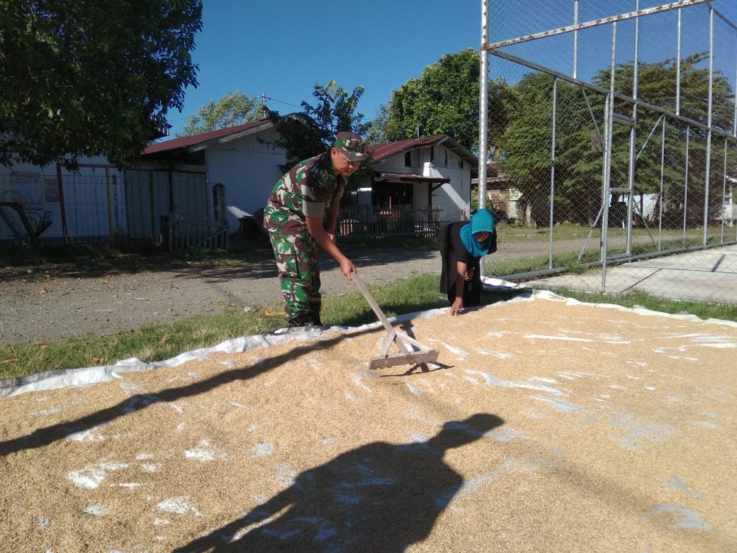 Babinsa Koramil Lamno Bantu Ibu Cut Jemur Padi