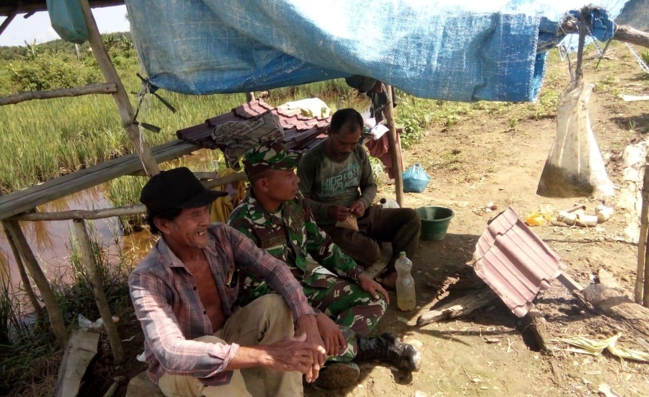 Kopda Selamet  Komsos Dengan Petani Monitoring Perkembangan Tanaman Padi