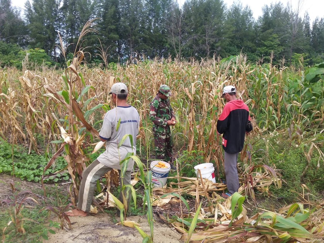 Babinsa Darul Hikmah Bantu Warga Panen Jagung