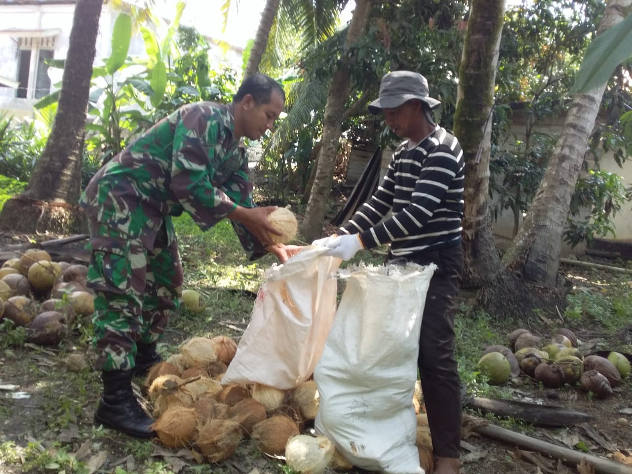 Babinsa Koramil Calang Bantu Warga Panen Kelapa