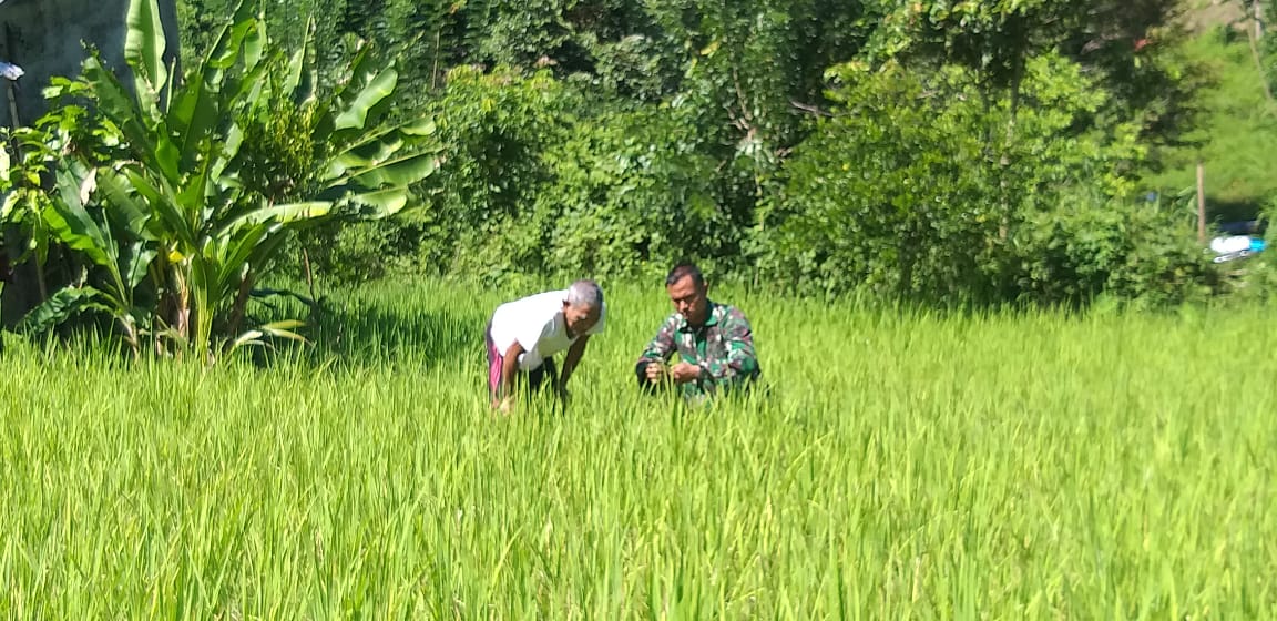 Babinsa Koramil Lageun Pantau Pertumbuhan Padi Pak Husein