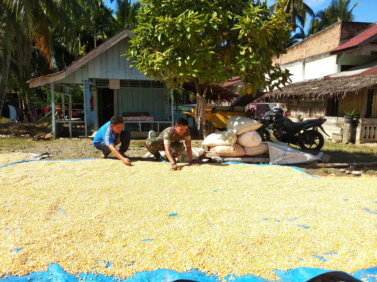 Kopda Wawan Bantu Petani Jemur Padi