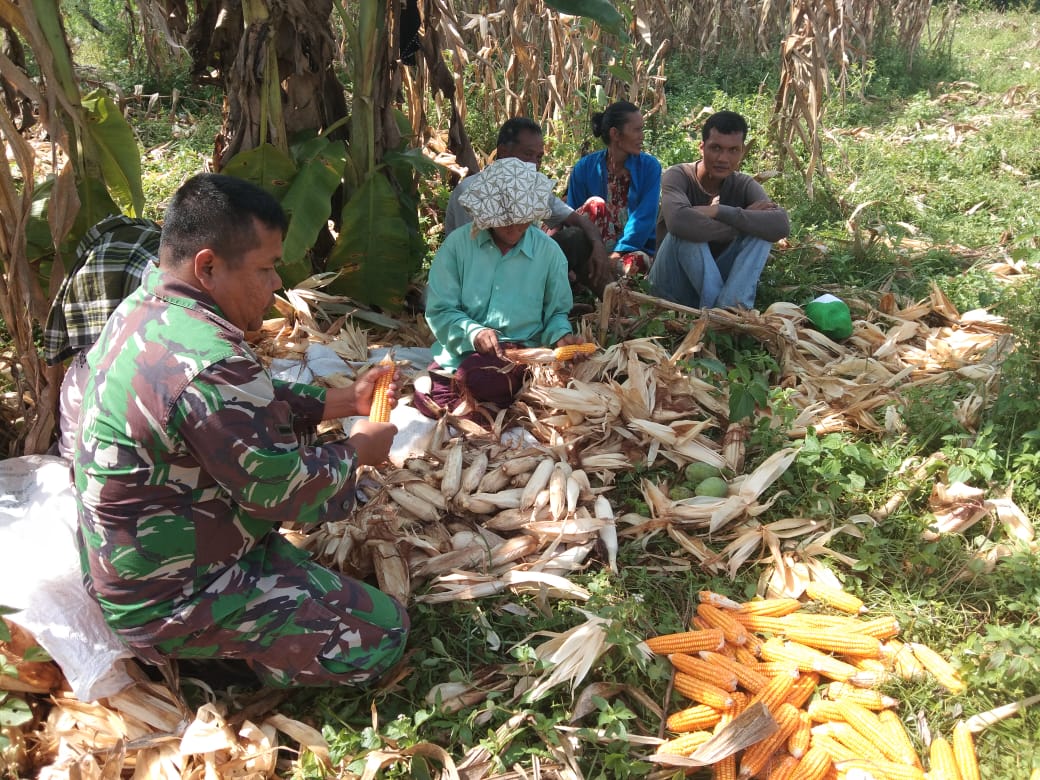 Serda Yakub Bantu Warga Bersihkan Jagung