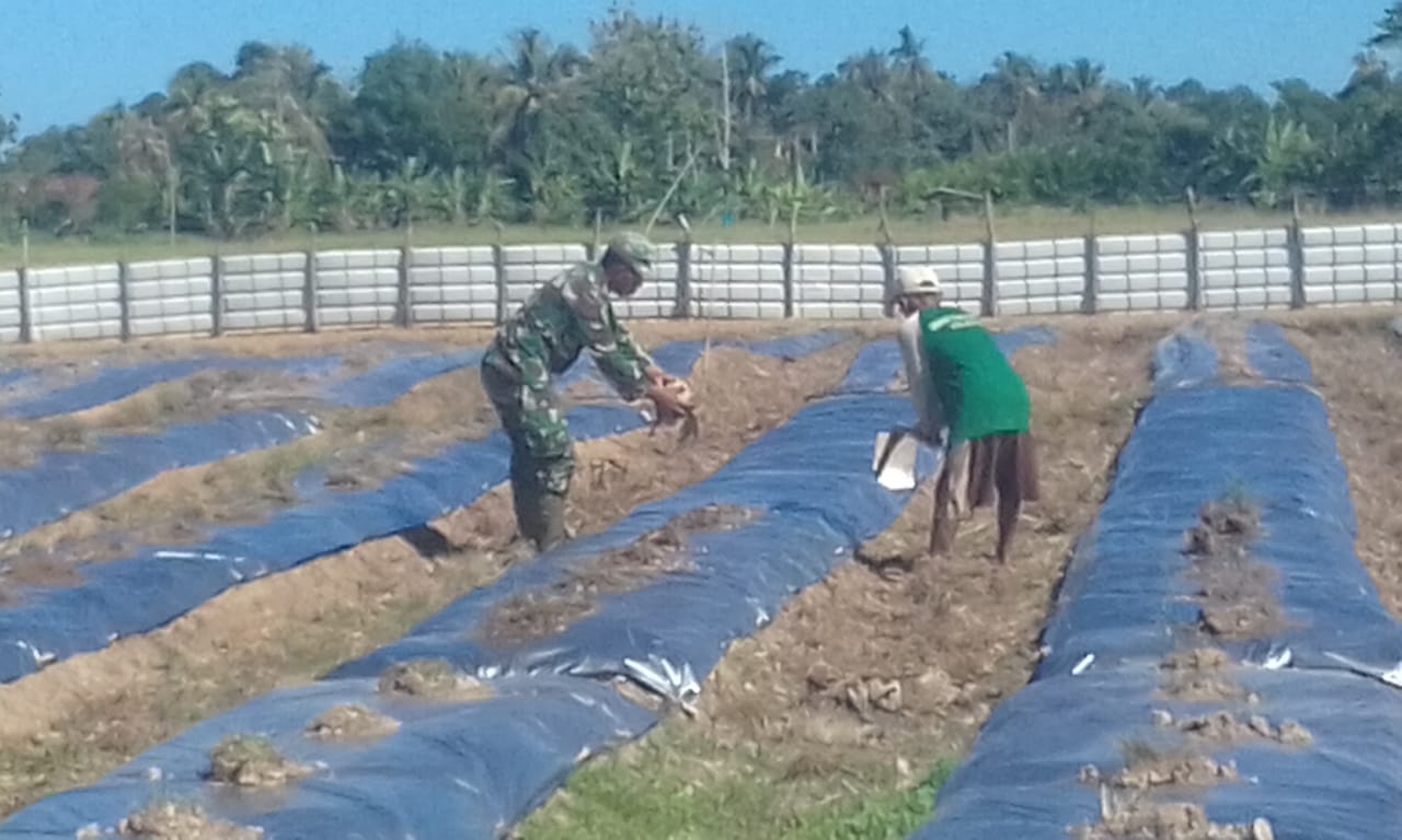 Kopda Hasan Bantu Warga Siapkan Lahan Kebun Cabai