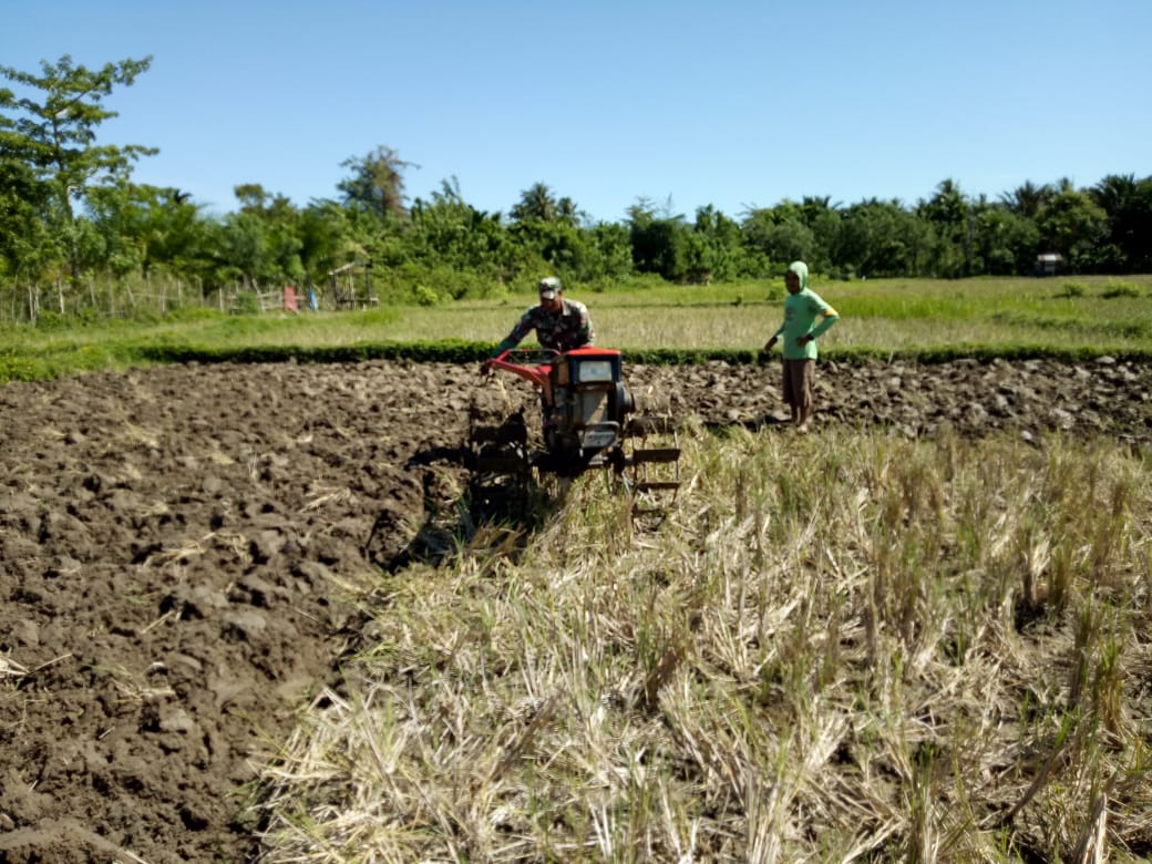 Babinsa Darul Hikmah Bajak Sawah Petani