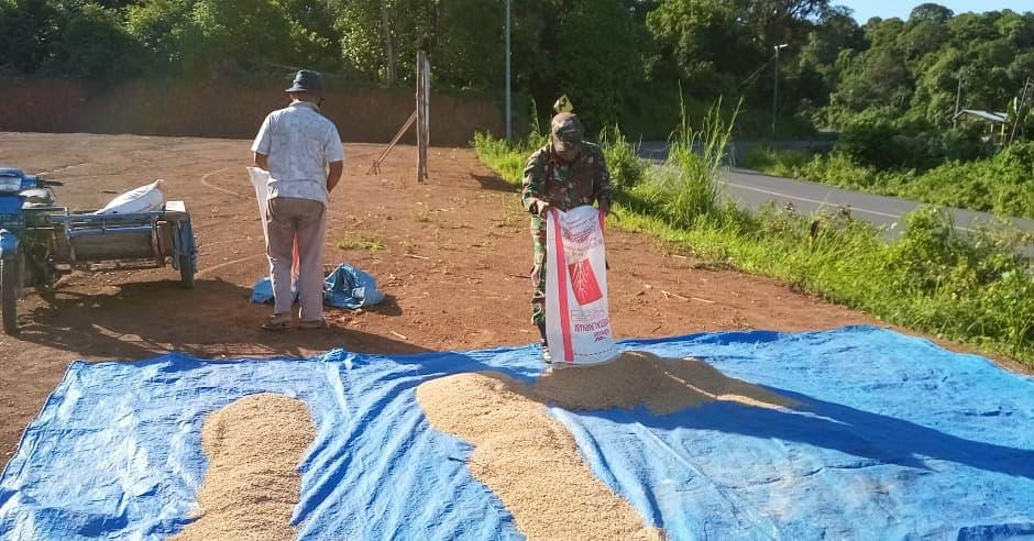 Sertu Ishak Bantu Petani Jemur Padi