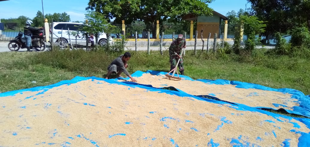 Sertu Ishak Bantu Petani Jemur Padi