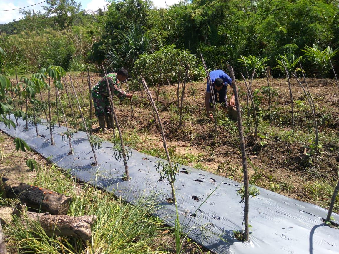 Kopral Jemy Bantu Petani Bersihkan Rumput