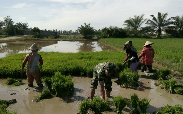 Peran Aktif Babinsa Jajaran Kodim 0103/Aut Membantu Petani Tanam Padi