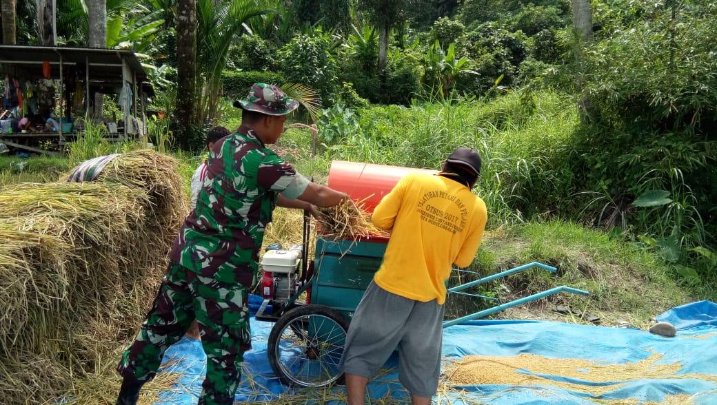 Usai Panen Padi, Babinsa Penanggalan  Ikut Bantu Petani Rontokan Padi