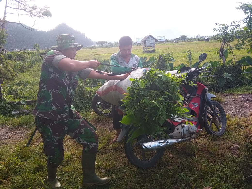 Babinsa Lamno Bantu Warga Angkat Pakan Ternak