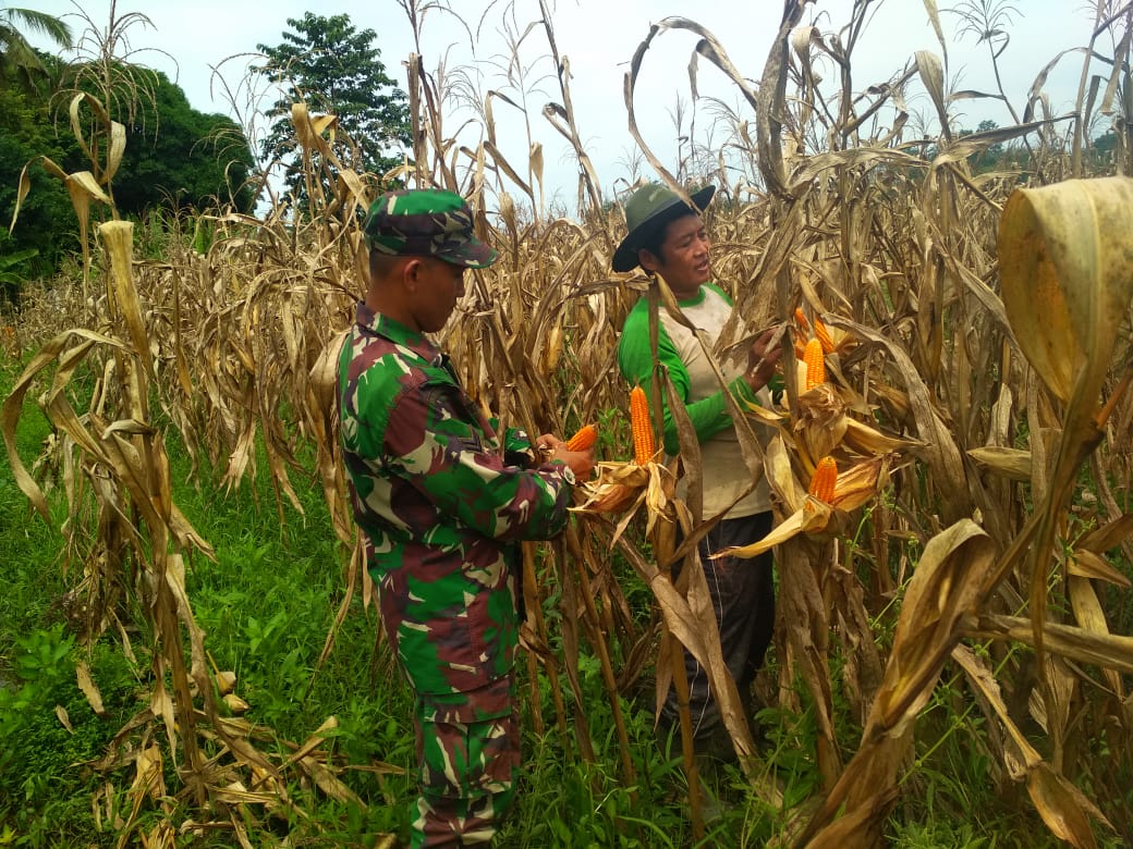 Sertu Tri Mulyadi Panen Jagung Bersama Kelompok Tani Sepadan