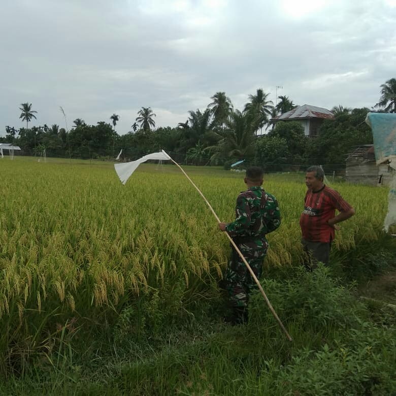Babinsa 02/Krb Bantu Petani Usir Hama Burung