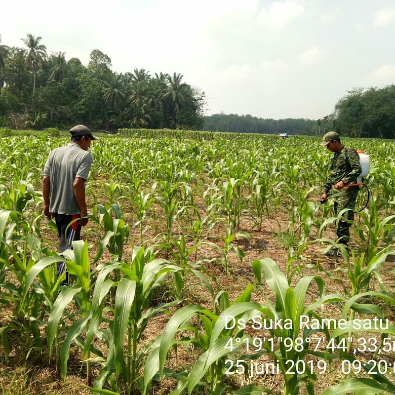Babinsa Koramil 03/Srw Bantu Petani Semprot Gulma