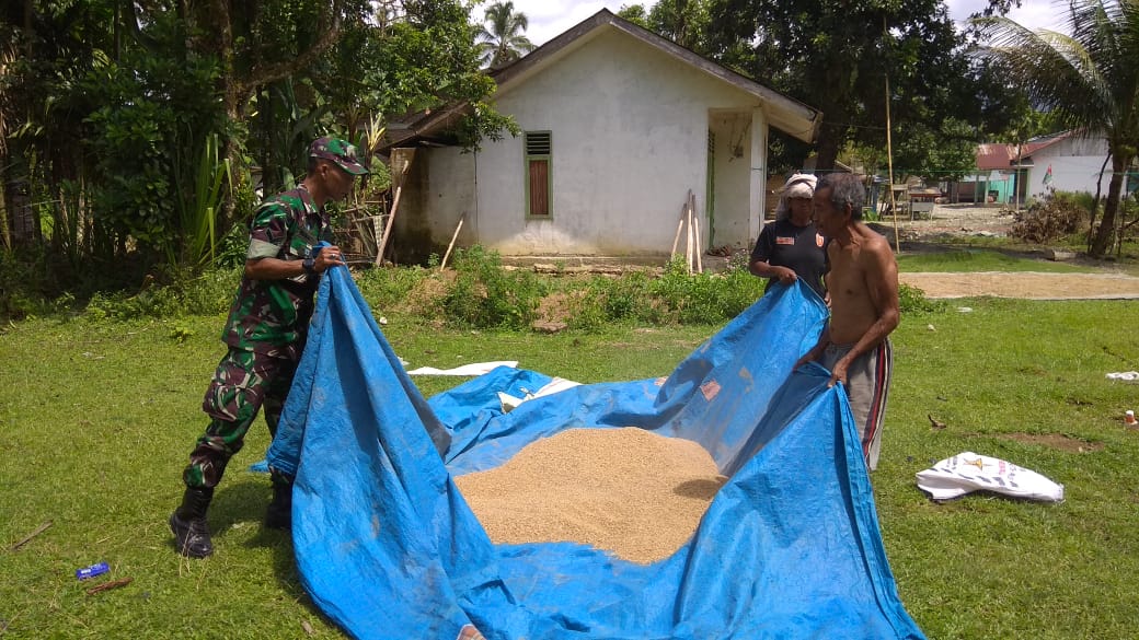 Babinsa Bantu Petani Jemur Padi