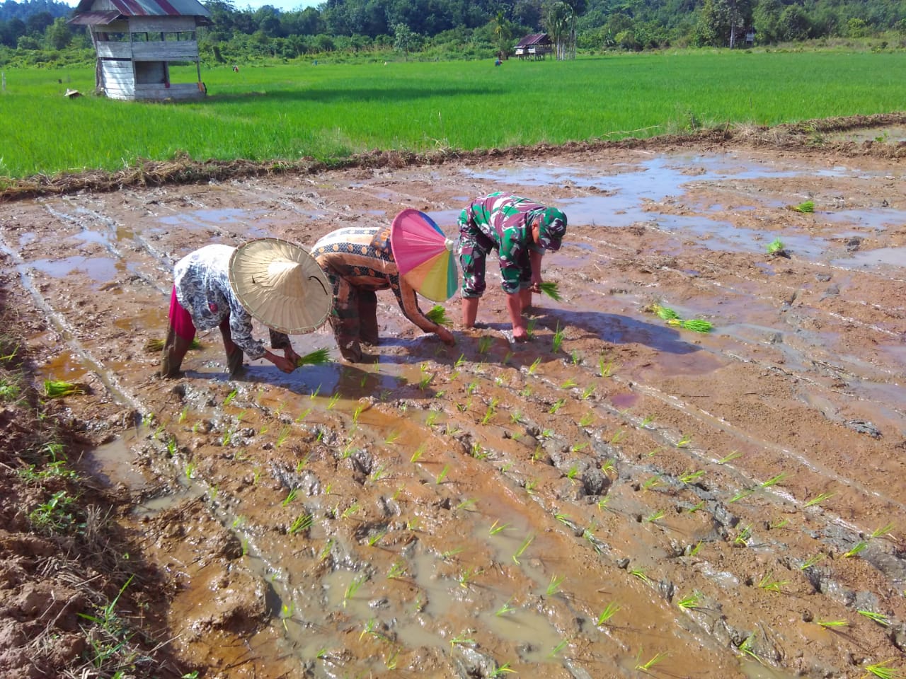 Babinsa Posramil Pasie Raya Bantu Bu Maimunah Tanam Padi