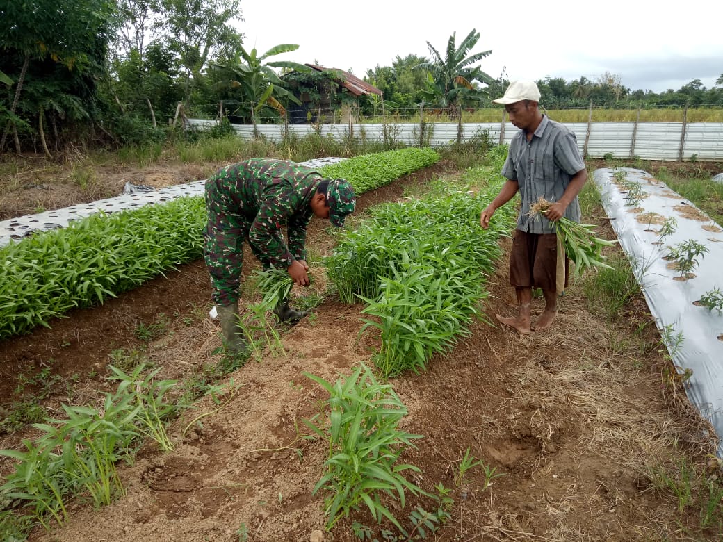 Kopda Rahmad Bantu Warga Petik Sayur Kangkung